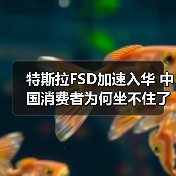 特斯拉FSD加速入华 中国消费者为何坐不住了（图4）
